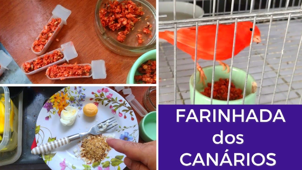 Farinhada para Canários vermelhos - Alimentação e manejo inicial #canarios