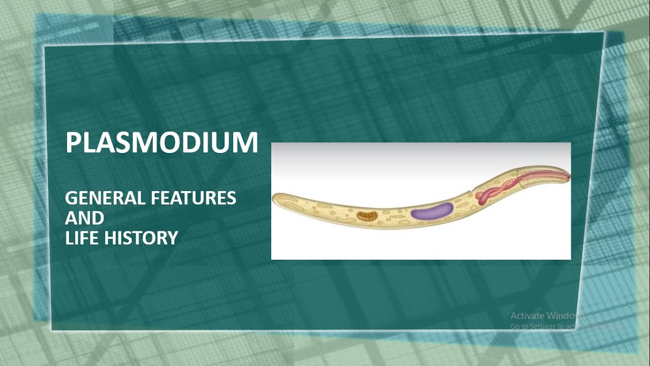 PLASMODIUM vivax : GENERAL FEATURES AND LIFE HISTORY#ias #biology #ncert #neet #protozoa #malaria