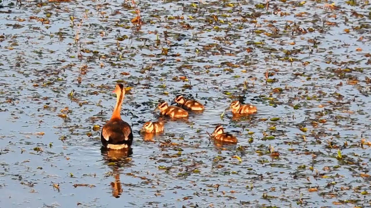 MORE BABY DUCKS #duck