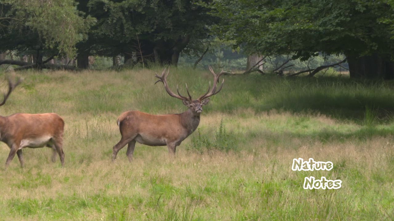 Edelherten - Red Deer at forest edge