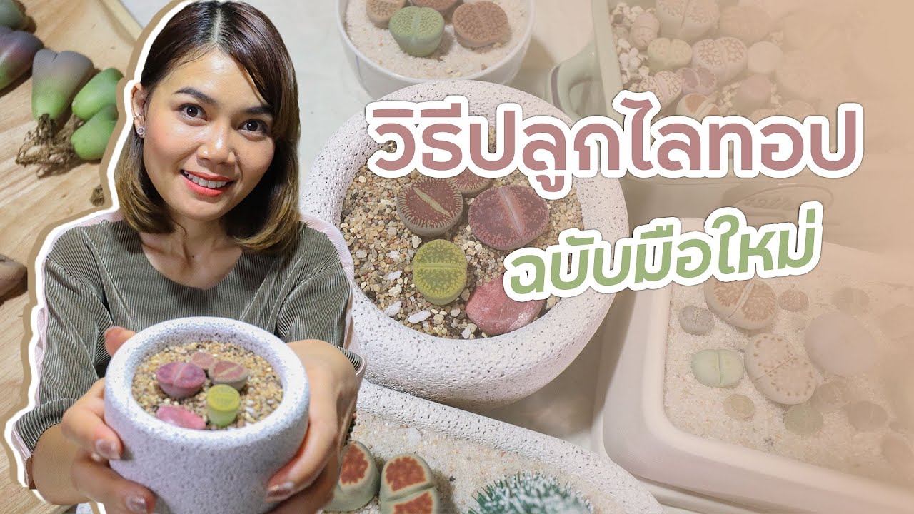 วิธีปลูกไลทอป Lithops สำหรับมือใหม่ - เลี้ยงยังไงให้รอด^^
