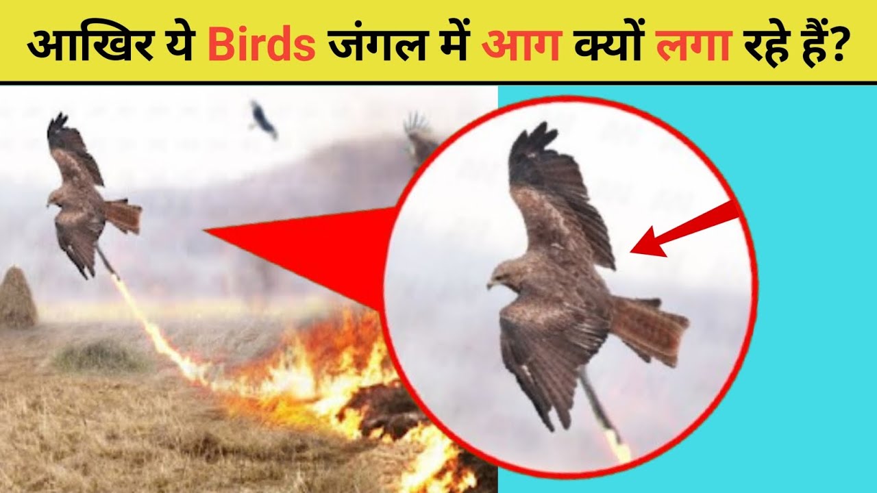 Why are these birds setting fire to the forest? | Mr.FactANAS