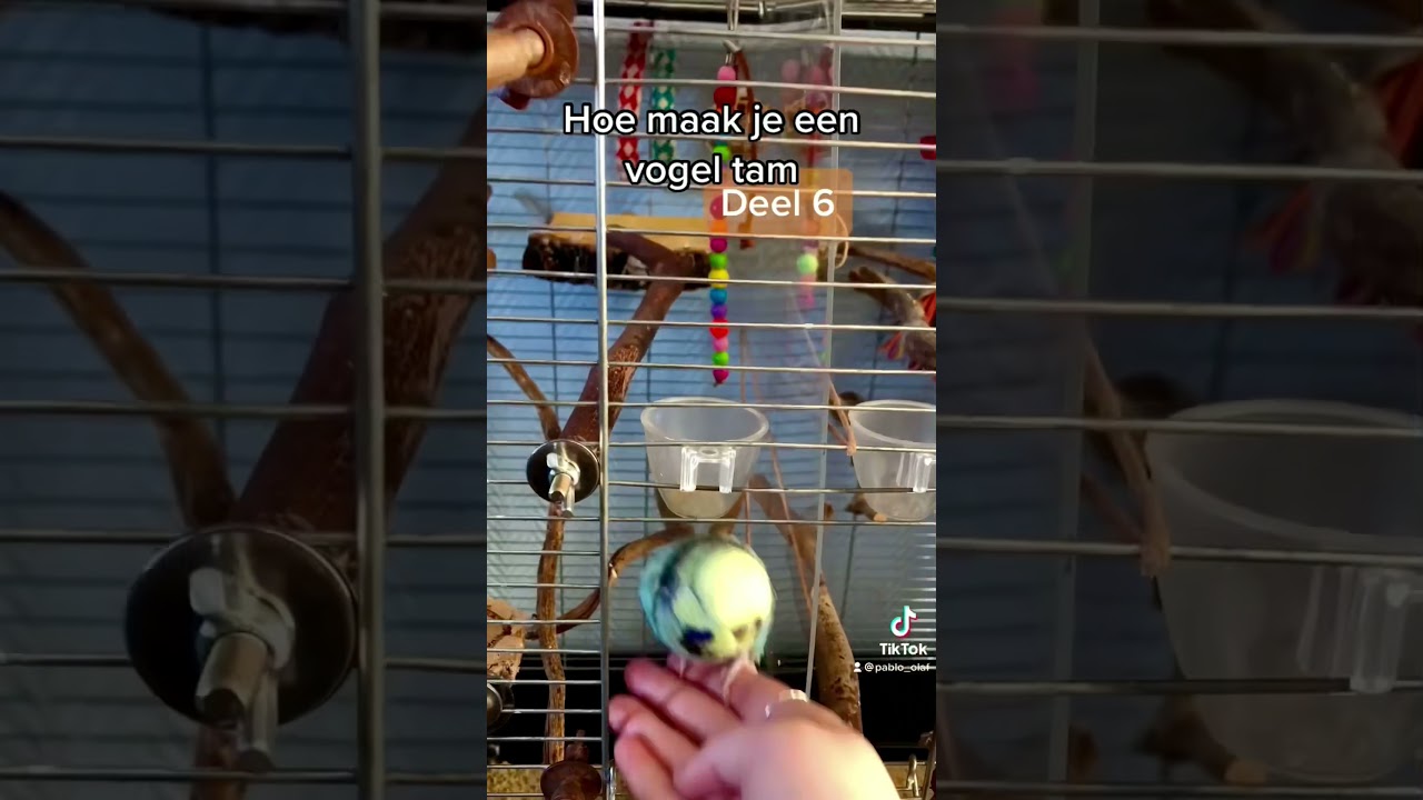 Hoe maak je een vogel tam - Deel 6 - parkiet grasparkiet papegaai dwergpapegaai