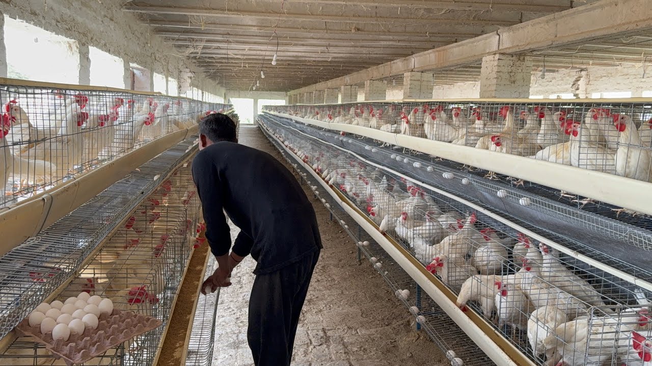 Collection Murgi Hen Harvesting Egg On Poultry Farming | part 34