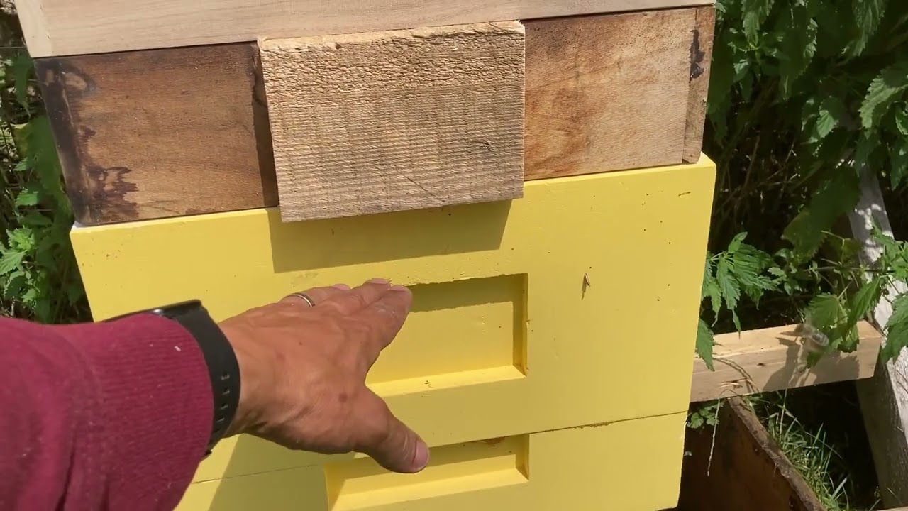 der Bienenstand im Juli (Teil 1) : Honigernte und Kunstschwarmbildung in einem Arbeitsschritt