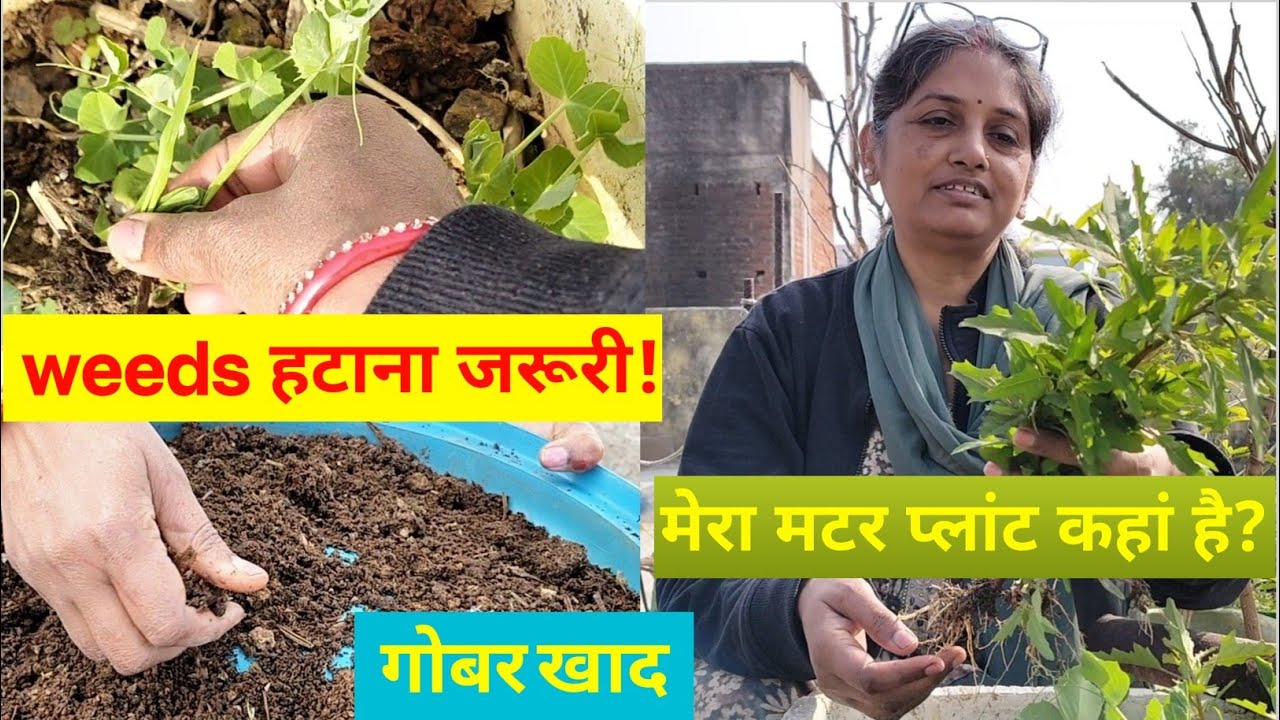 मटर की खेती Acchi Care: गोबर खाद और Weeds Removal Tips । Matar ki kheti 2026