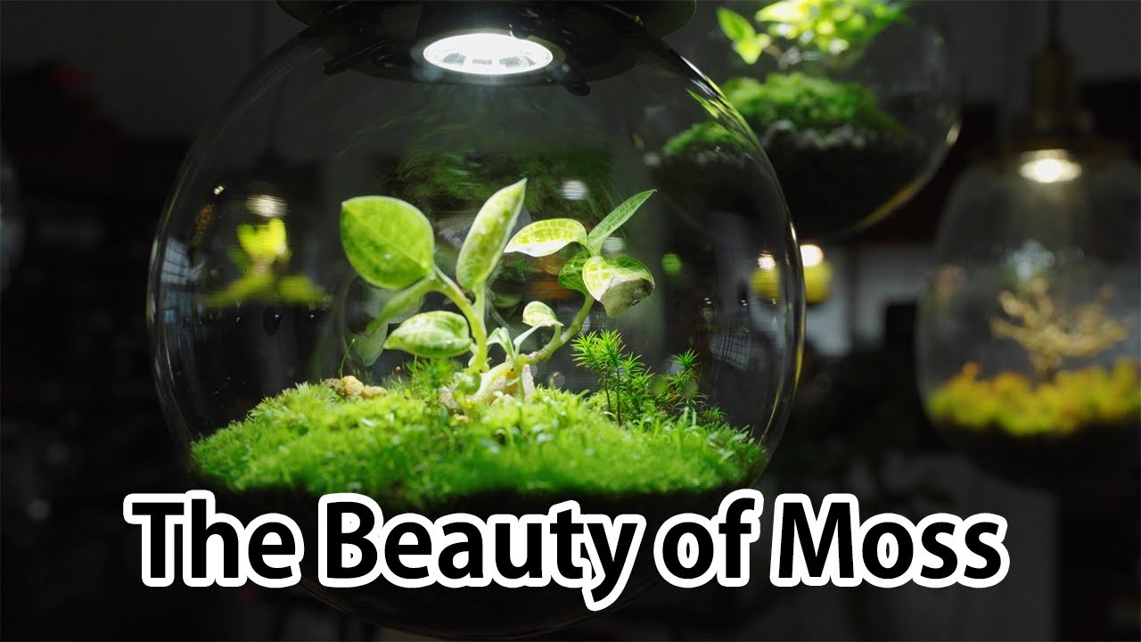 The Beauty of Moss
