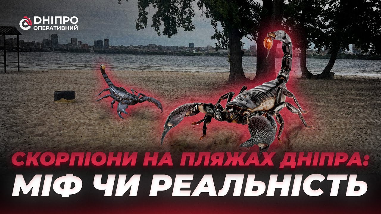 Скорпіони на пляжах Дніпра: міф чи реальність