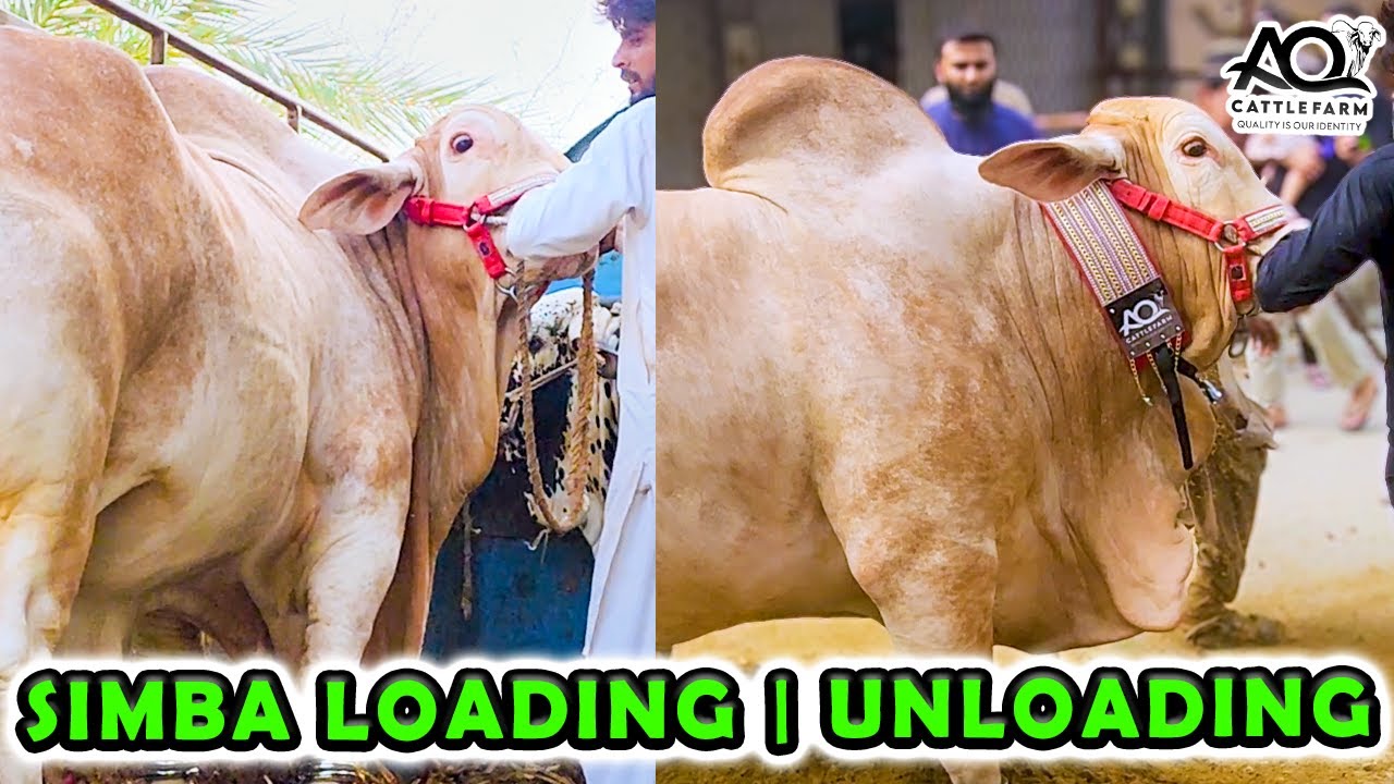 SIMBA LOADING UNLOADING | AQ Cattle Farm | Cattle Market Karachi | Bakra Eid 2024