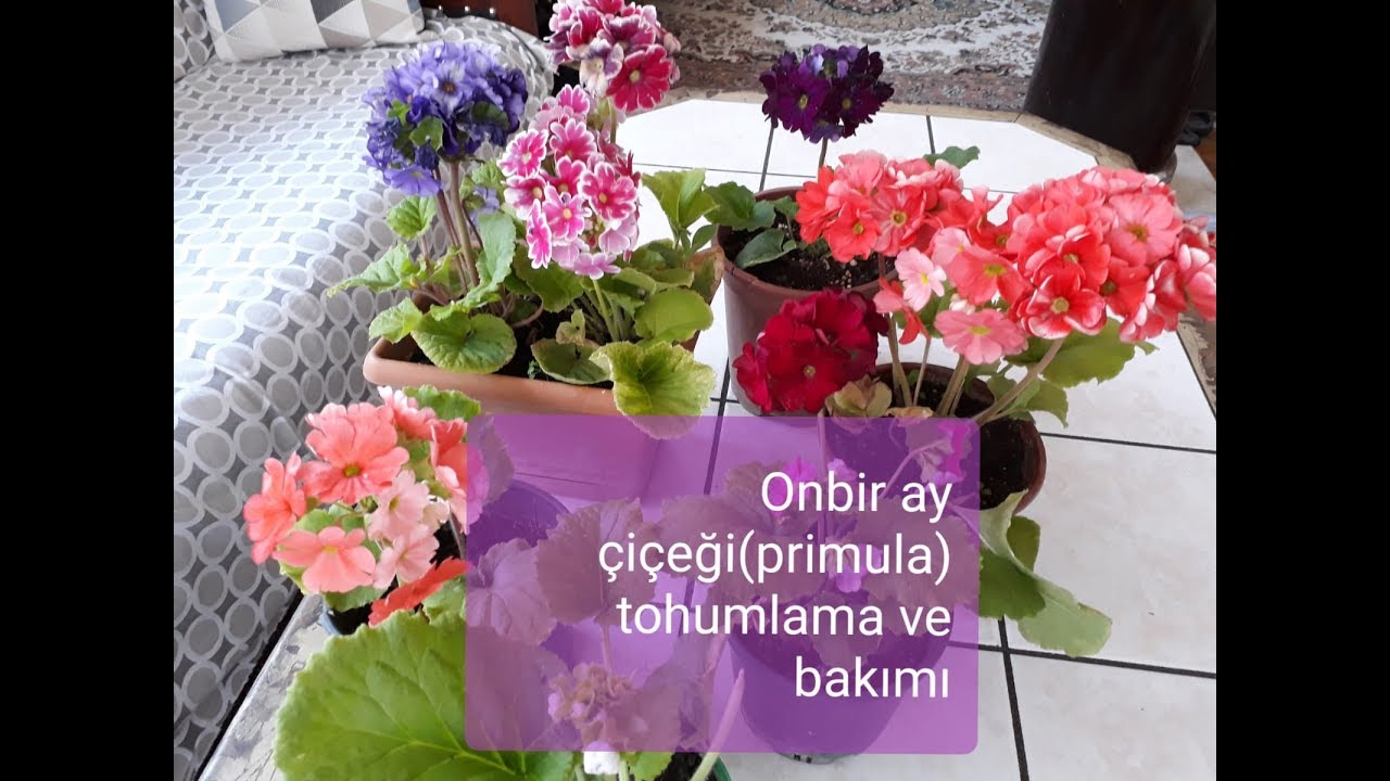 ONBİR AY ÇİÇEĞİ (PRİMULA) TOHUM ELDE ETME VE BAKIMI