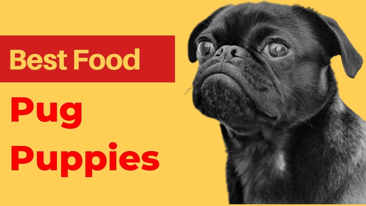 Best dog Food for Pug Puppies | Best Food For Pugs.