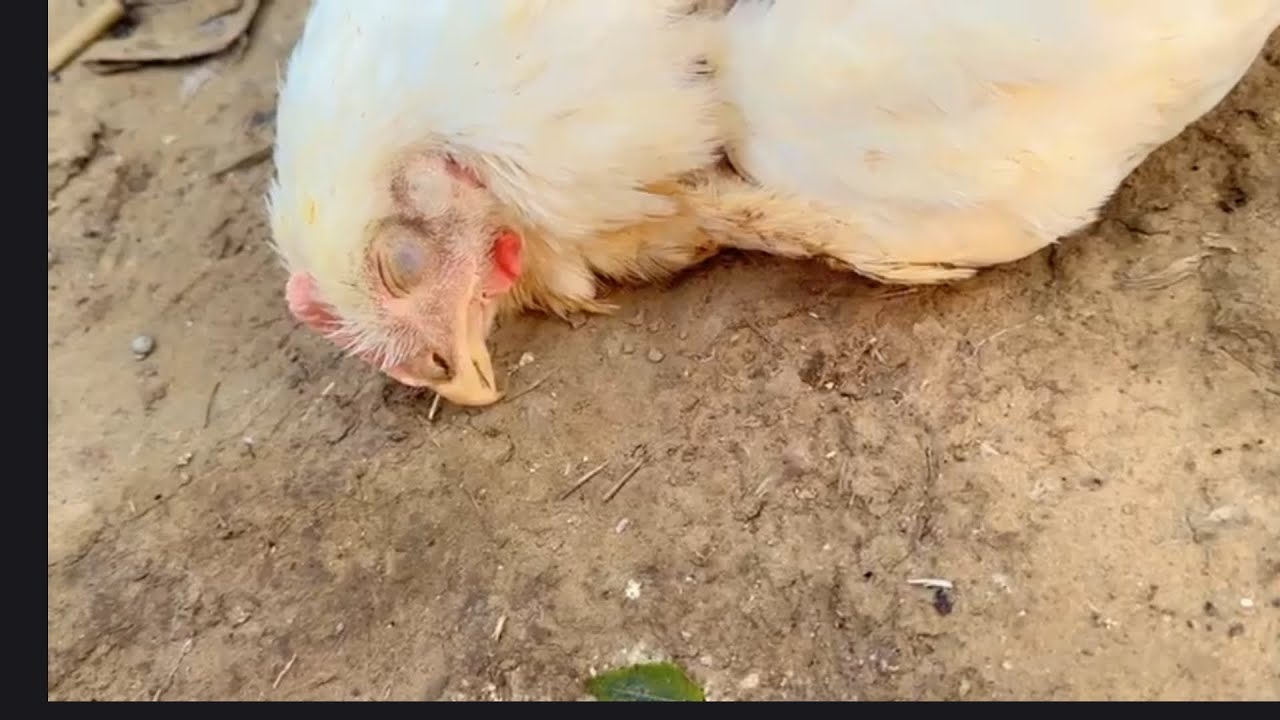 Aaj ek murge ko kiya ajad