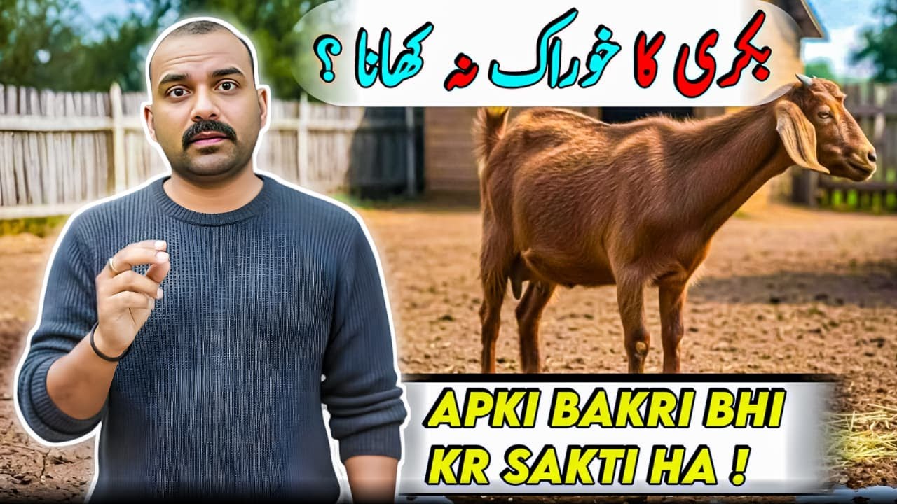 Why Goats Stop Eating? 3 Dangerous Causes & Easy Cure ❗🐐