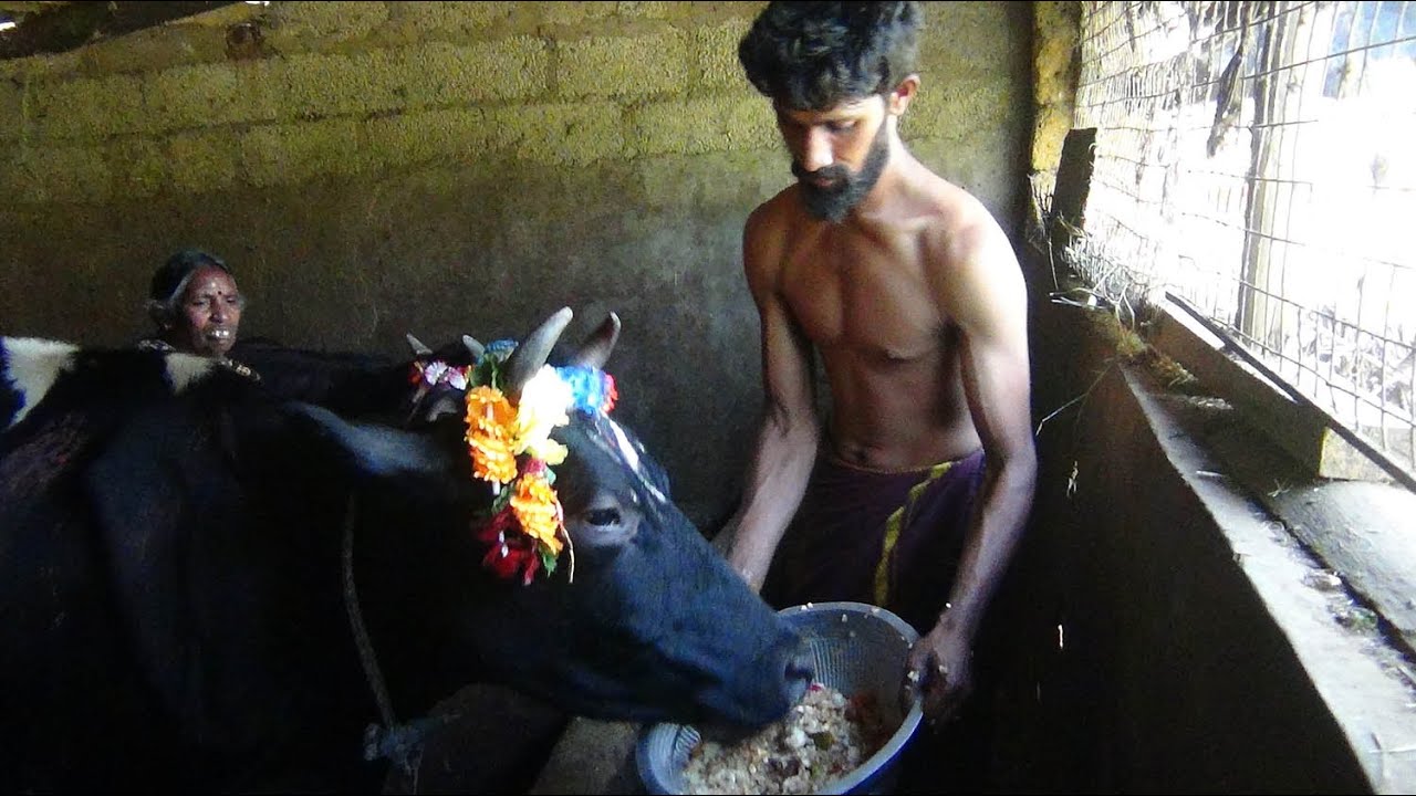 மலையகப் பகுதிகளில் பட்டி பொங்கல் உணர்வுபூர்வமாக கொண்டாடப்பட்டன.