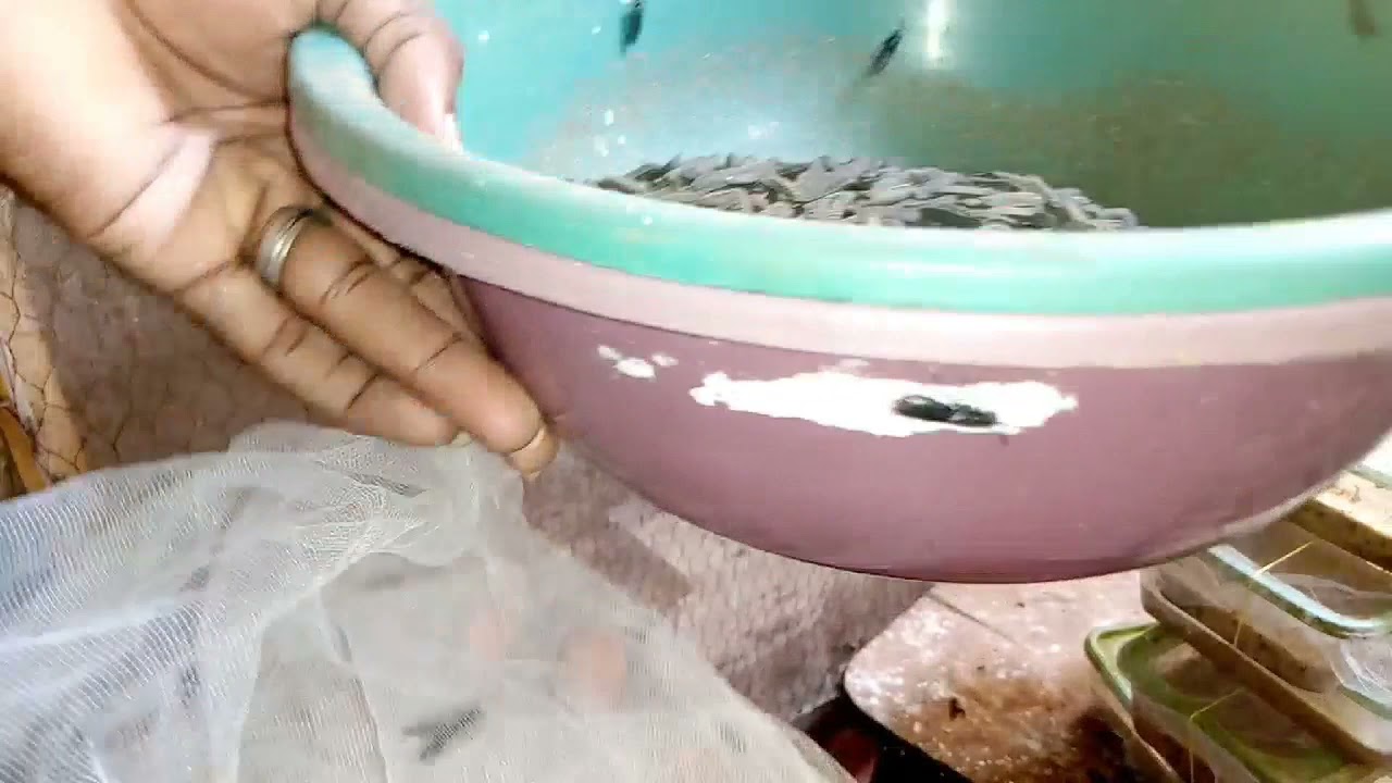 How i introduce pupae into my love cages in black soldier fly farming in Nigeria, Ibadan.