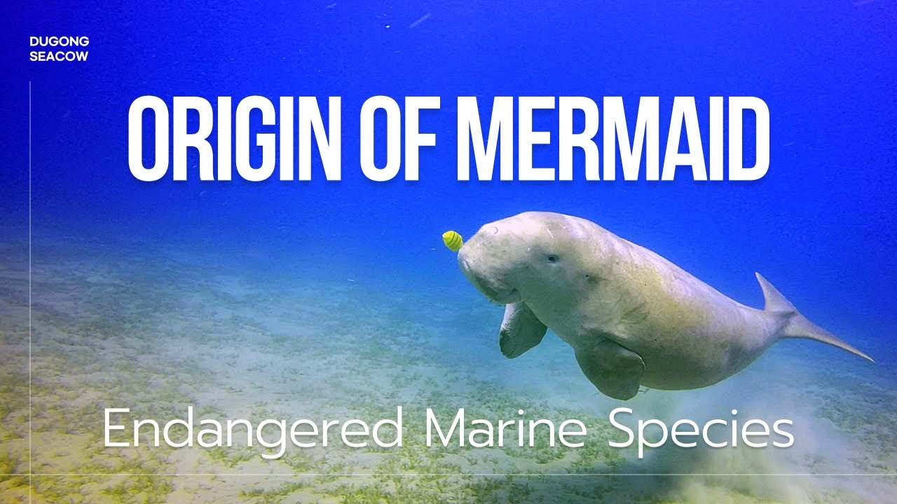 Wild Dugong Encounter | Endangered Marine Species | Mysterious Ocean Creature | Seacow | Red Sea
