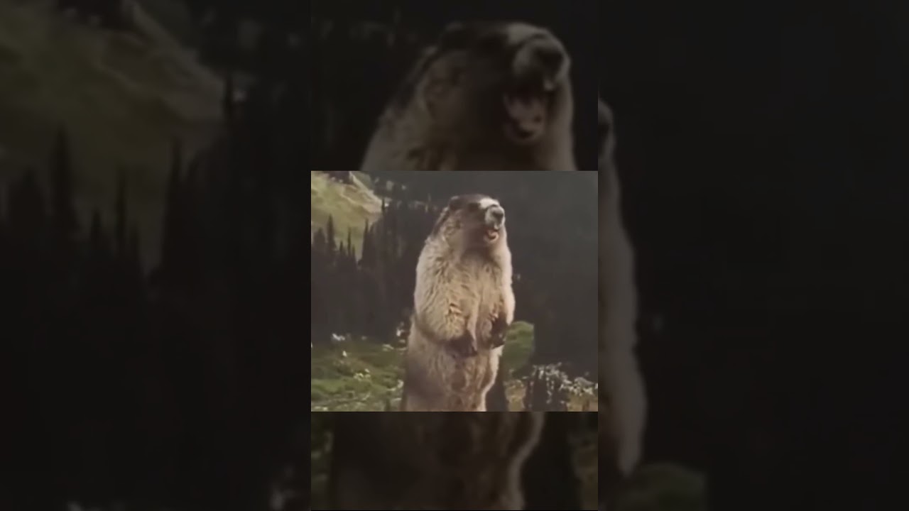 Screaming groundhog- sound effect