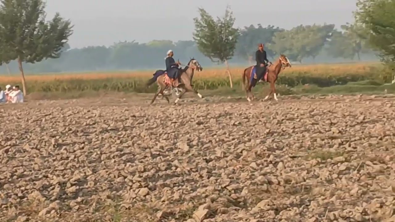 Next compitition to ready for rehearsal try racing|neelum horse&new reshma horse|fantastic horse 