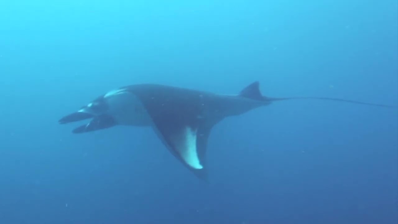Raja Ampat   Biodiversity, Cape Kri