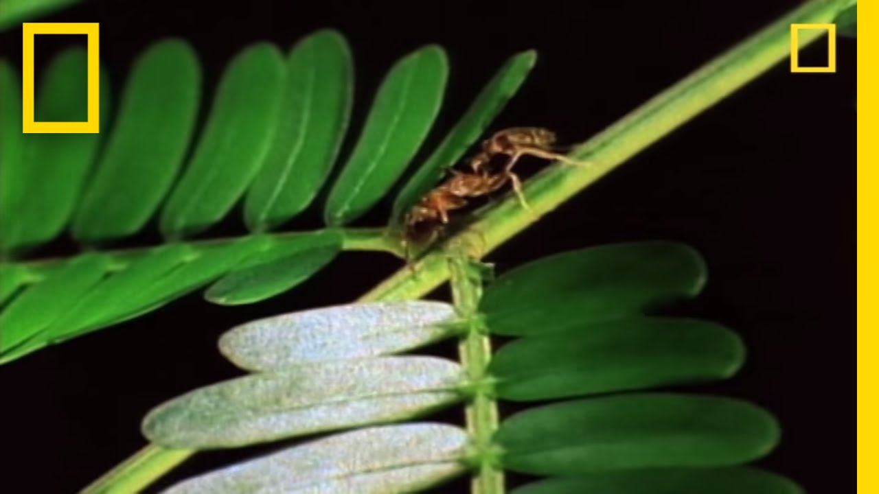 Amazing Symbiosis: Ant Army Defends Tree | National Geographic