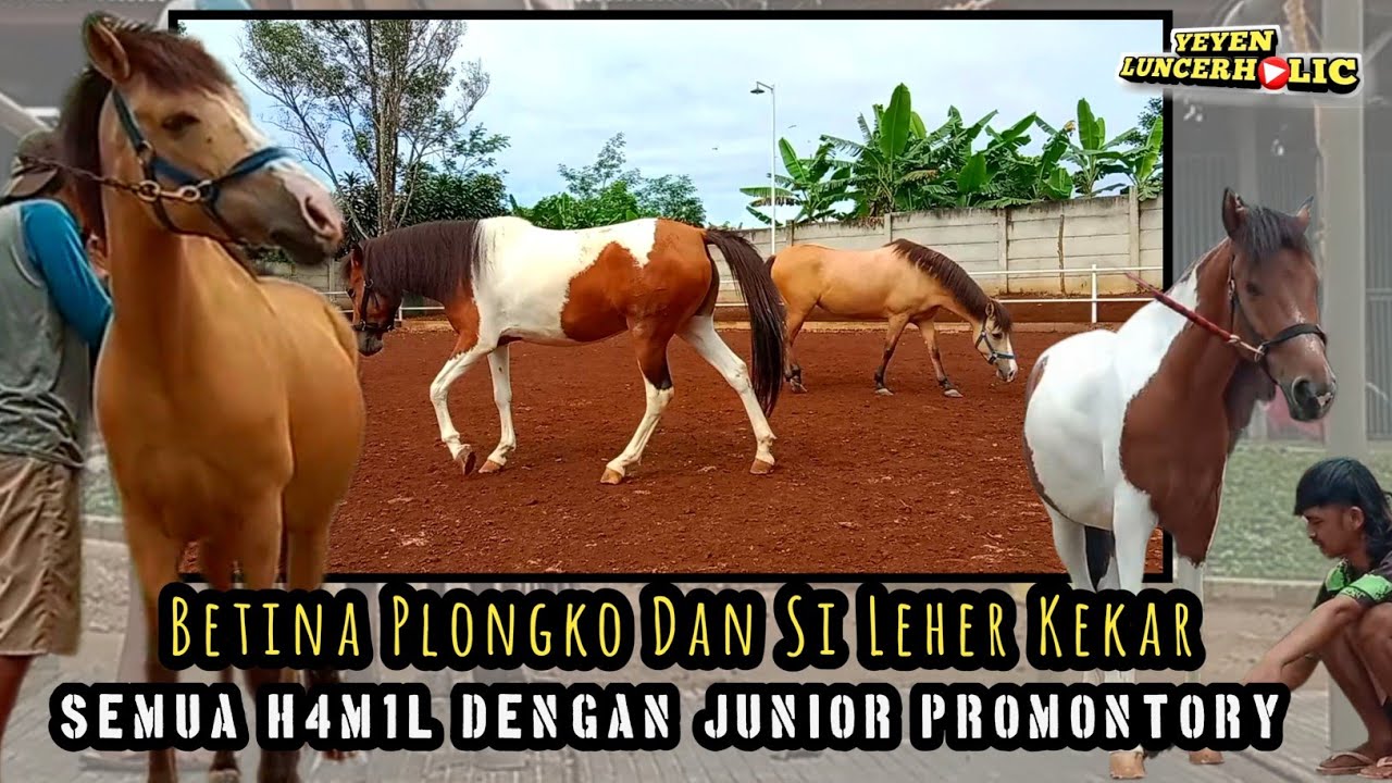 Enaknya Punya Kuda Pej4ntan Sendiri...Kalau Kuda Betina Sudah Beger Tinggal Gassss | JIRGA STABLE