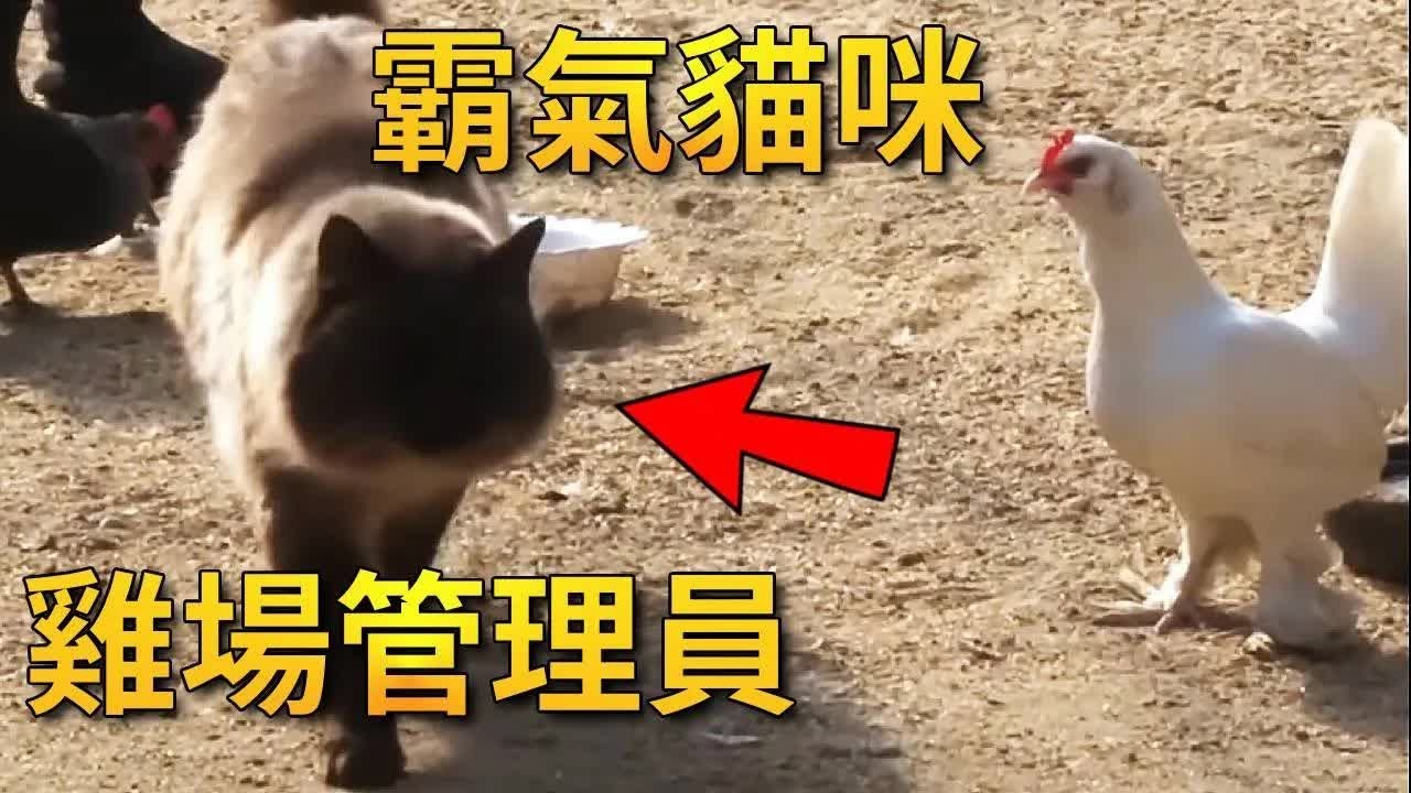 猫咪成了鸡场里的管理员，每只鸡都服从它的管理，妥妥的猫老板【小奶狗观影】
