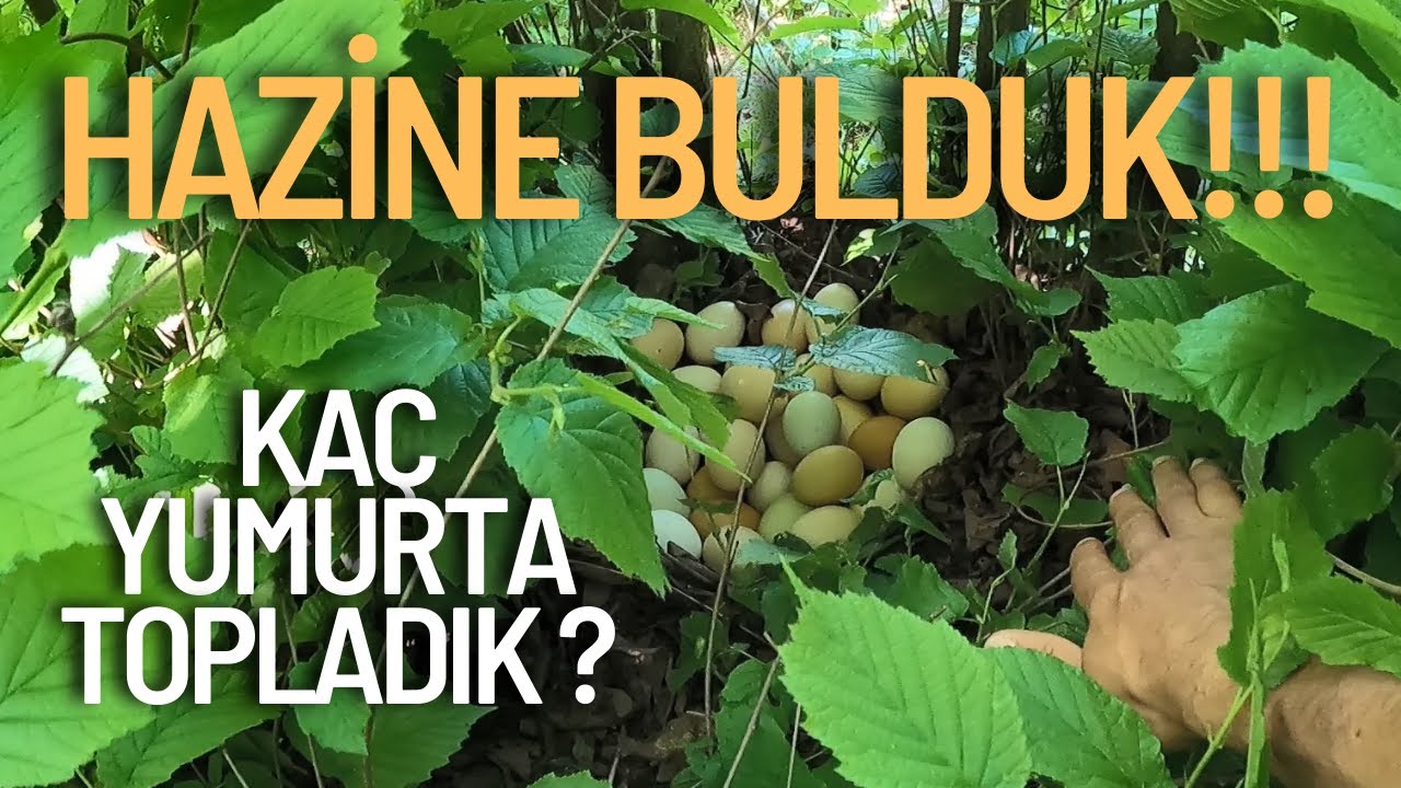 Tavukların Yumurtladığı Gizli Yeri Buldum | Collecting Eggs