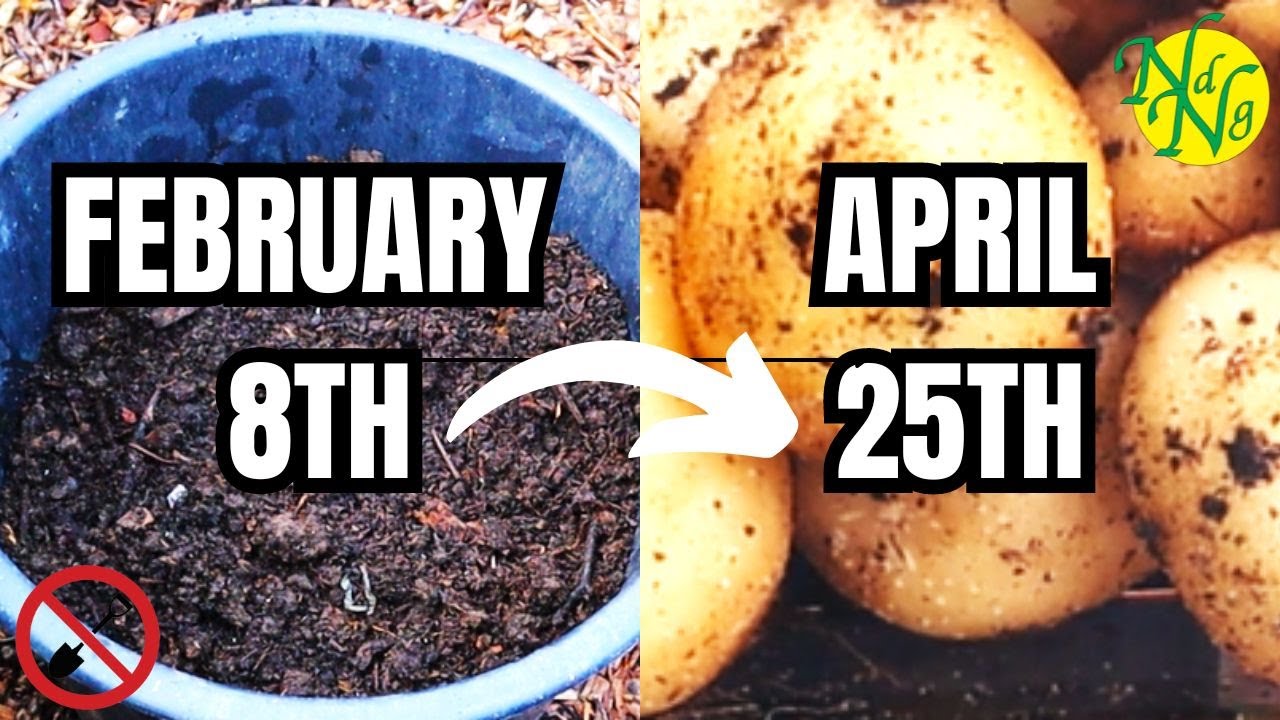 How To Get A Very Early Potato Harvest