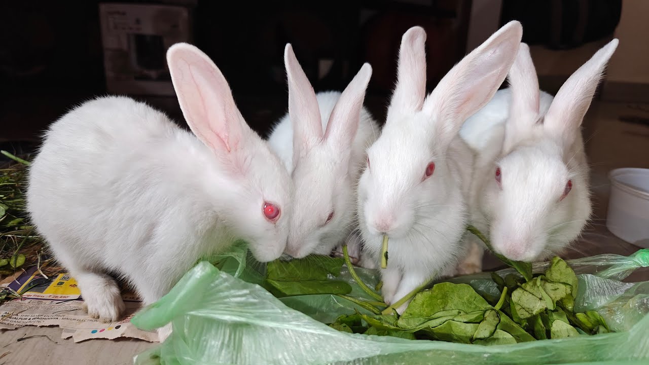 Radha Krishna Pets 🐇 | Cute Rabbit Shorts & Care Tips