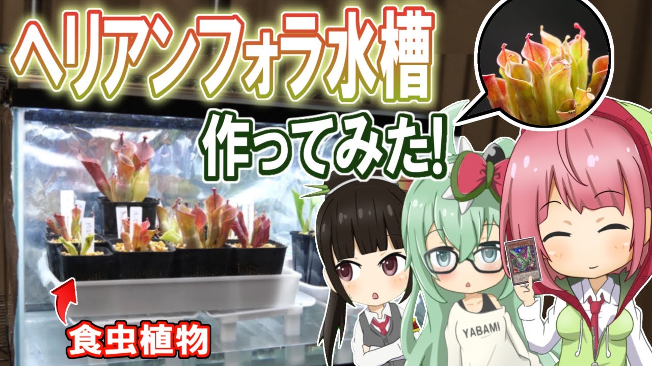 食虫植物を水槽で育てる！？ ヘリアンフォラ水槽を作ってみた！【食虫植物TV】