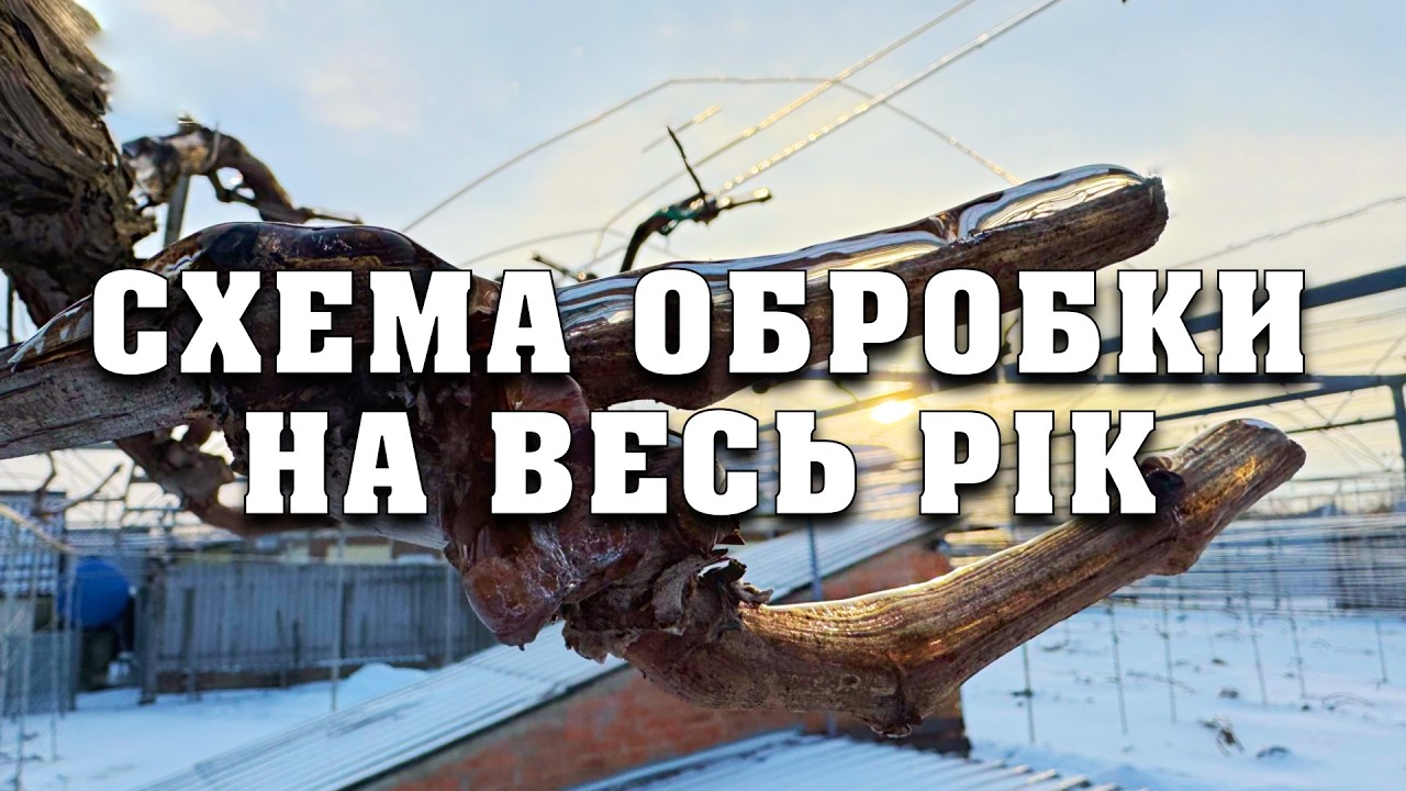 Схема обробки винограду на цілий рік в одному відео. З дозами , препаратами та їх аналогами