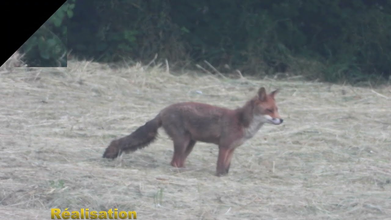 Que du Bonheur  !   renard roux   côtes d'Armor
