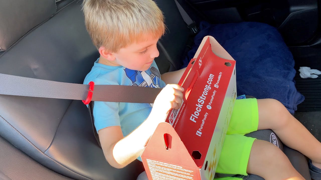 There Are Baby Chicks in that Box