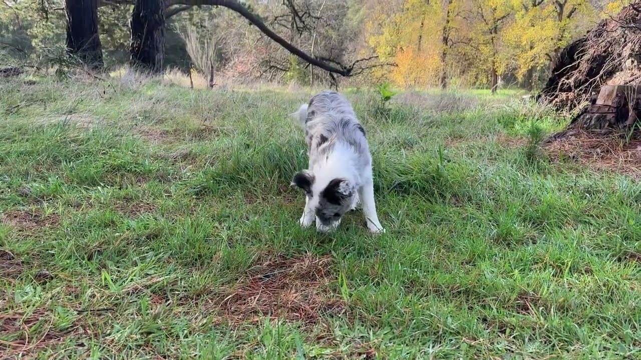 Curious Paws: Blue Merle Border Collie Puppy Embarks on a Forest Exploration! 🐾🌳😊