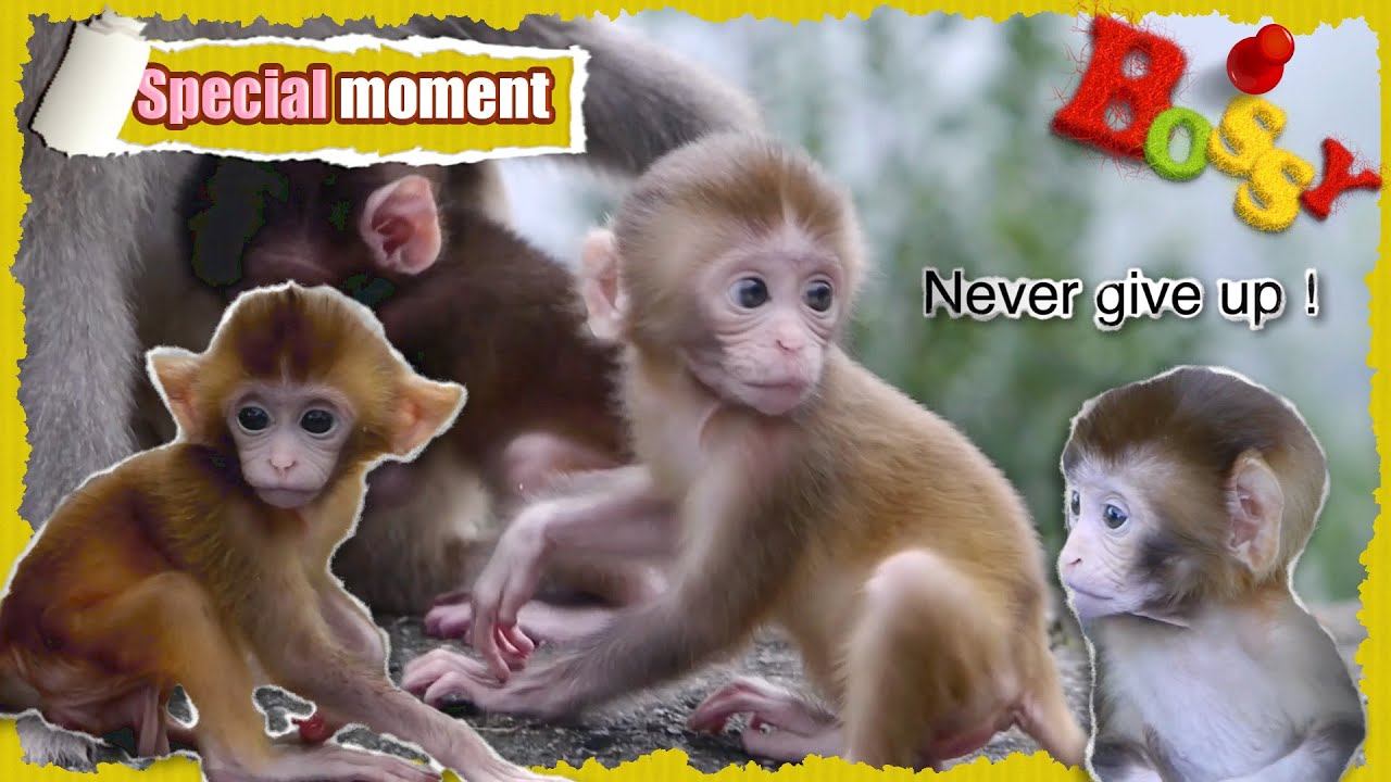 How it all began - the Monkey Hill saga ❤️