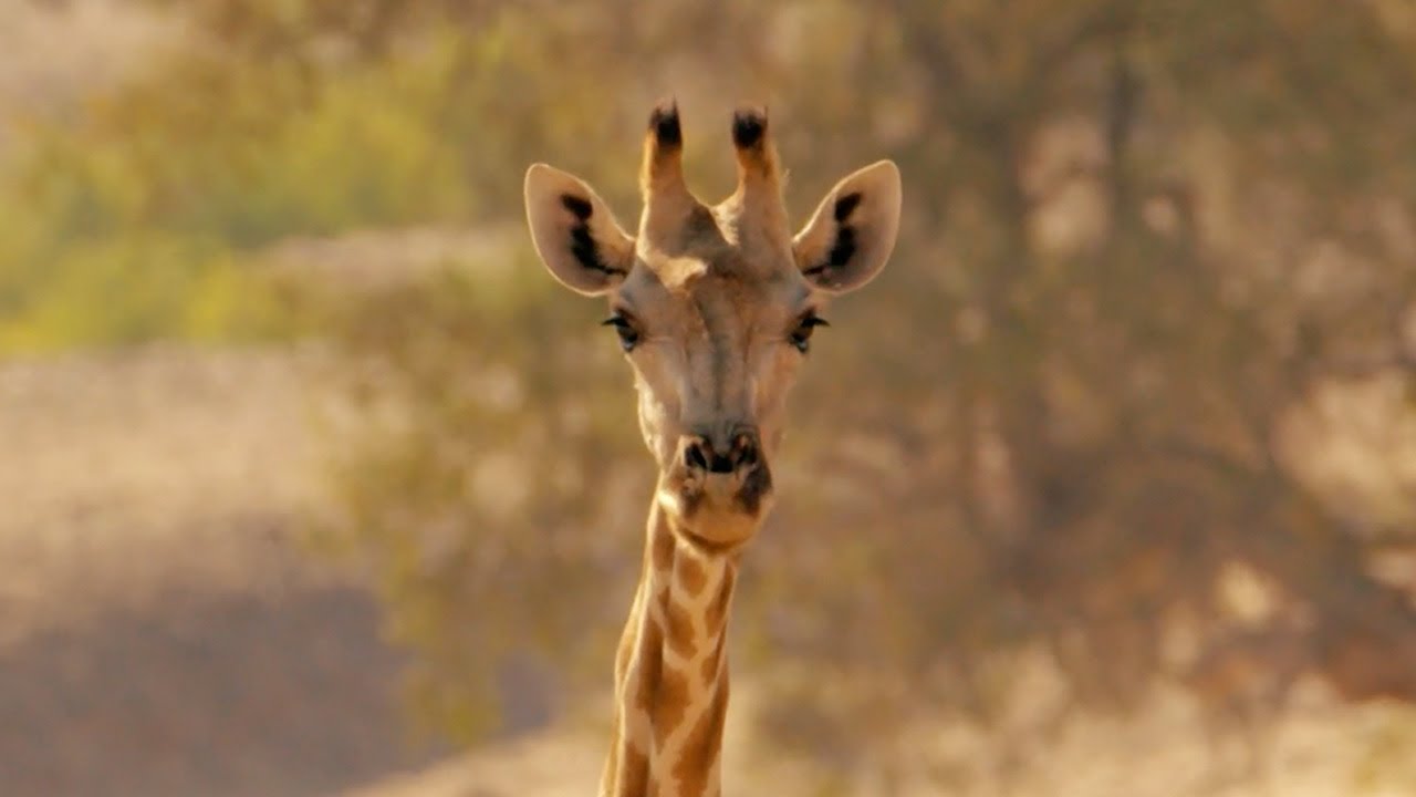 Protecting Giraffes from Extinction | Saving Giraffes Part 1 | Africa's Gentle Giants | BBC Earth