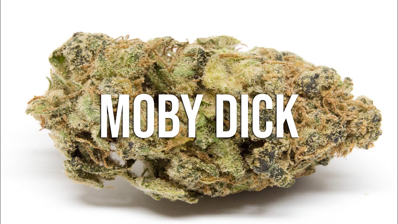 Moby Dick cannabis strain review - you'll love this HIGH