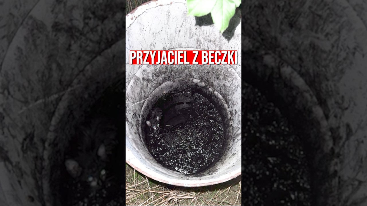 Przyjaciel z beczki. Historia kotki znalezionej w beczce ze smołą