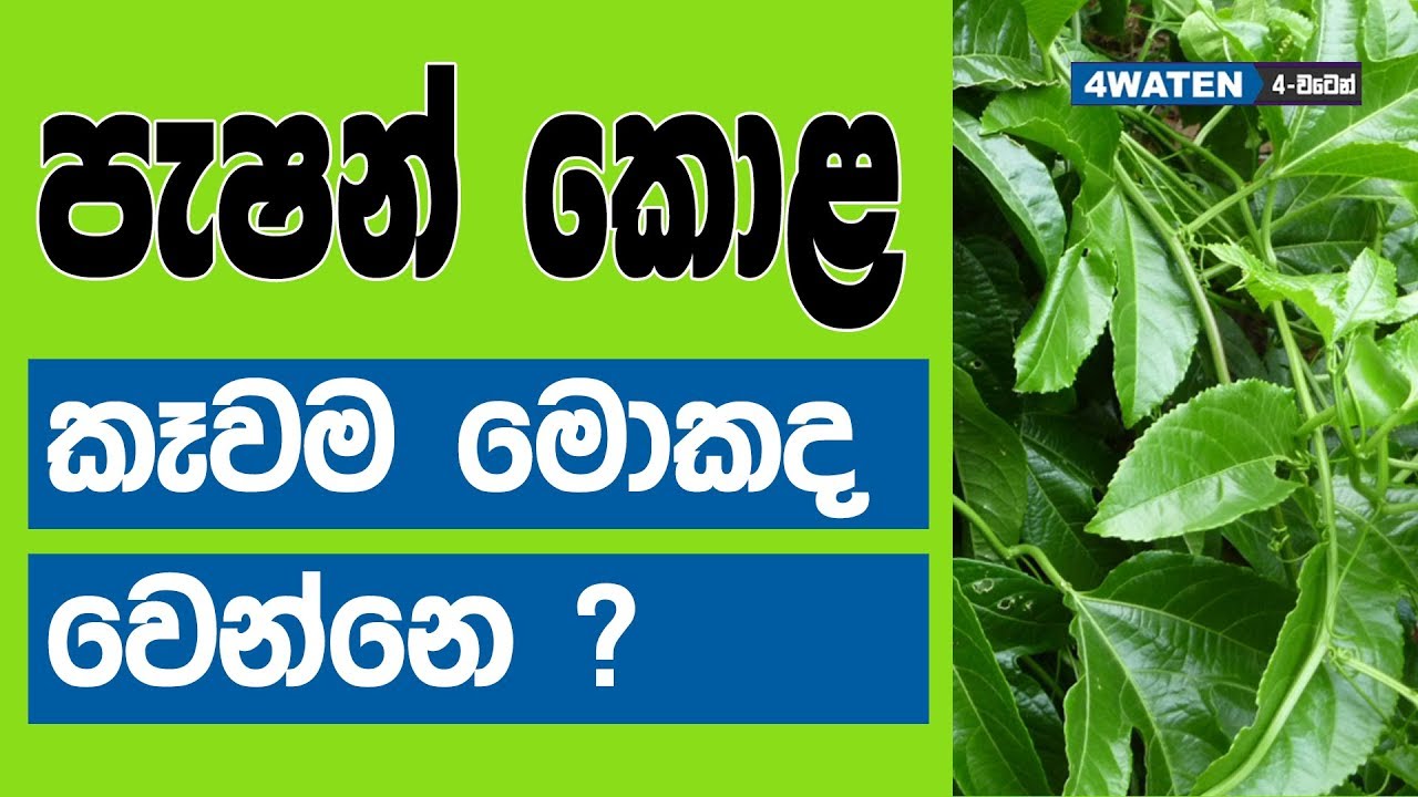 පැෂන් ෆෘට් කොළ කෑවොත් මොකද වෙන්නෙ : Benefits of passion fruit leaves