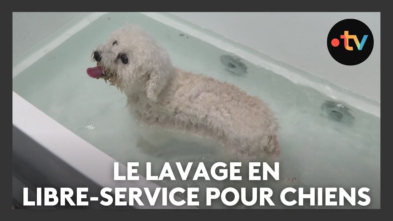 Le lavage en libre-service pour chiens, les 