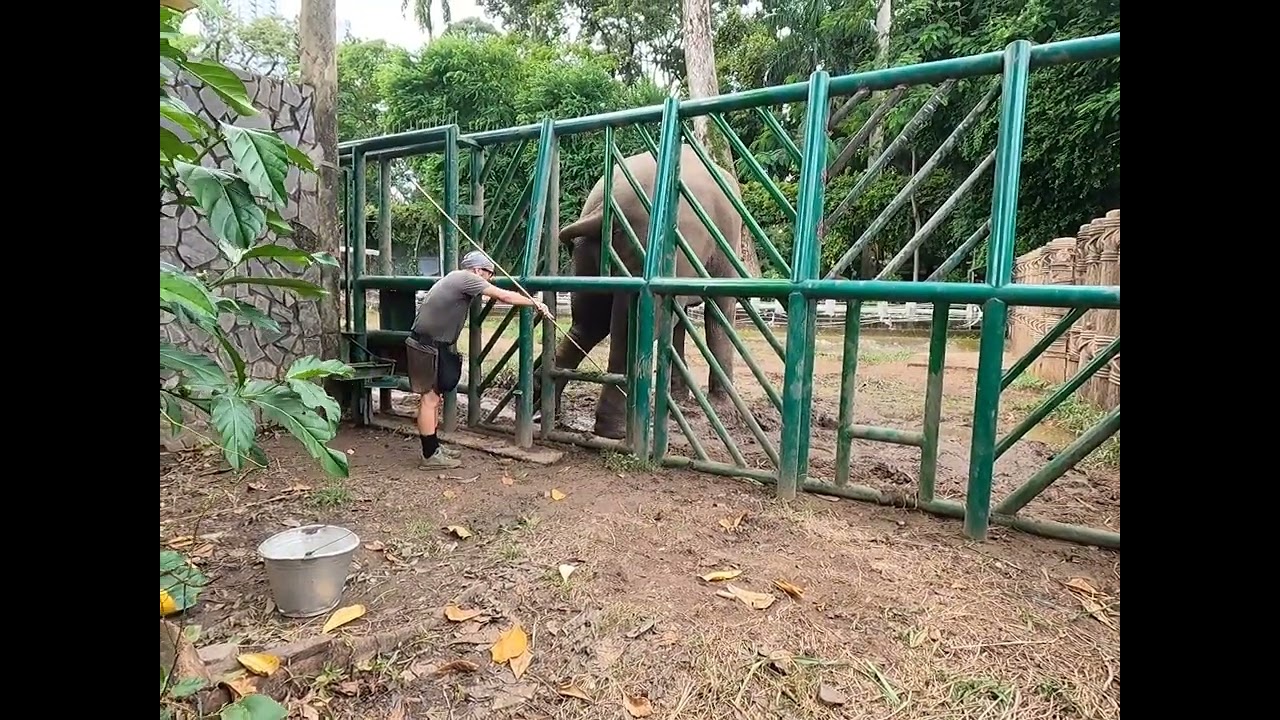 2025. Second day. What a surprise, back feet elephant training. 