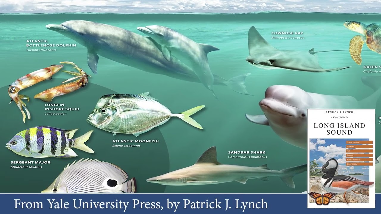 A Field Guide to Long Island Sound, by Patrick J. Lynch, from Yale University Press.