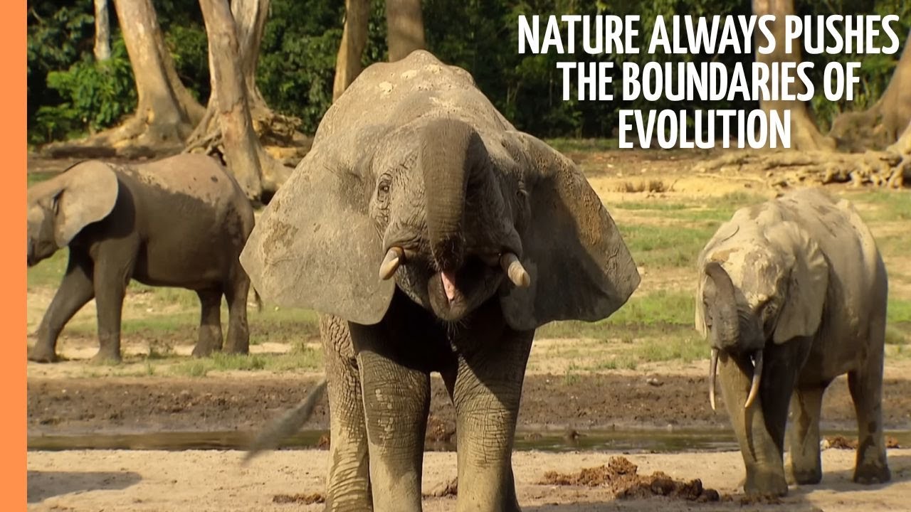 Animal Record Breakers - Nature always pushes the boundaries of evolution | Full Documentary