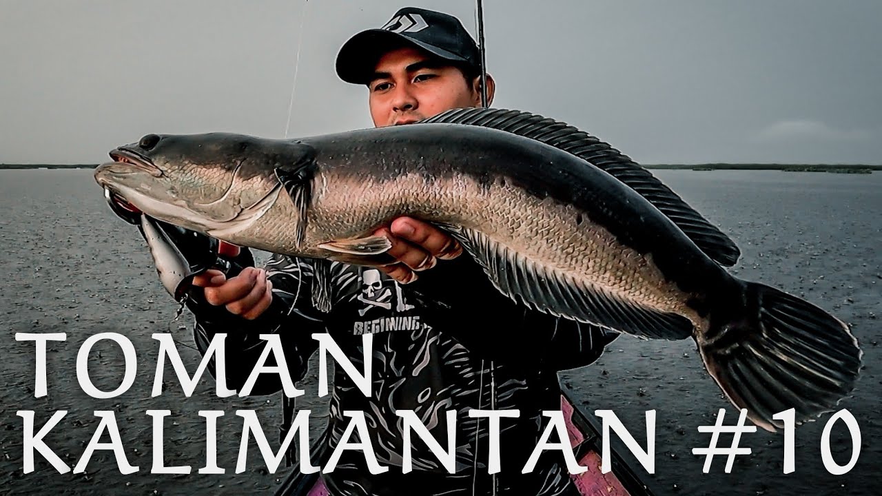 TOMAN KALIMANTAN #10 || MANCING CASTING TOMAN DANAU BANGKAU KALIMANTAN SELATAN