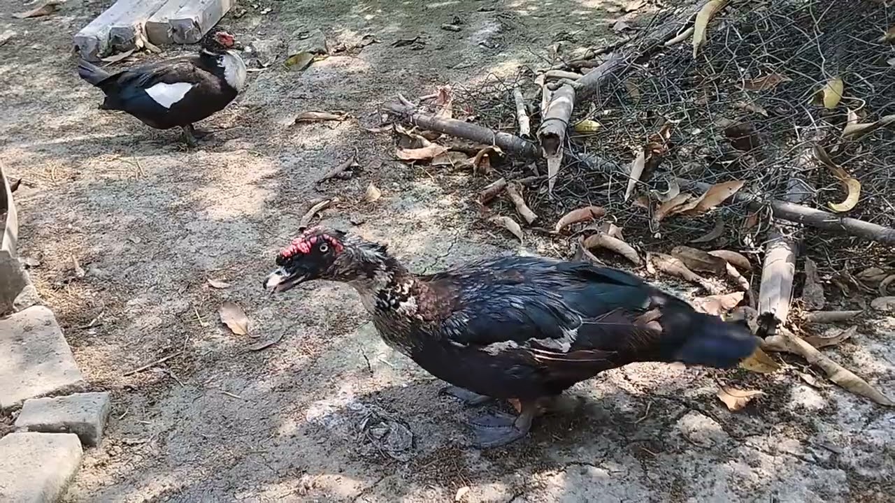 চীনা হাঁসের ভিডিও 🤩🤩🤩