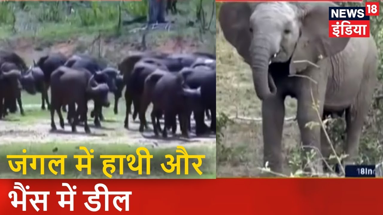 पता चला है | जंगल में हाथी और भैंस में डील | News18 India