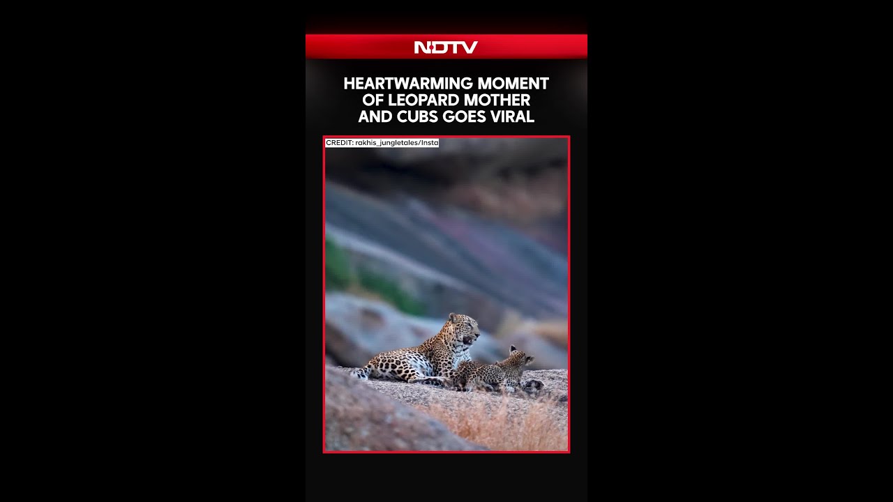 Heartwarming Moment of Leopard Mother and Cubs Goes Viral