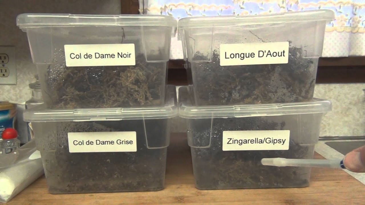 Propagating fig tree cuttings in Moss