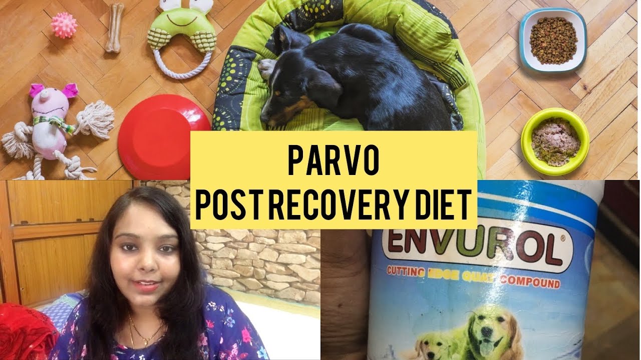PARVO virus recovery diet for dog - what I feed my dog post recovering from PARVO virus