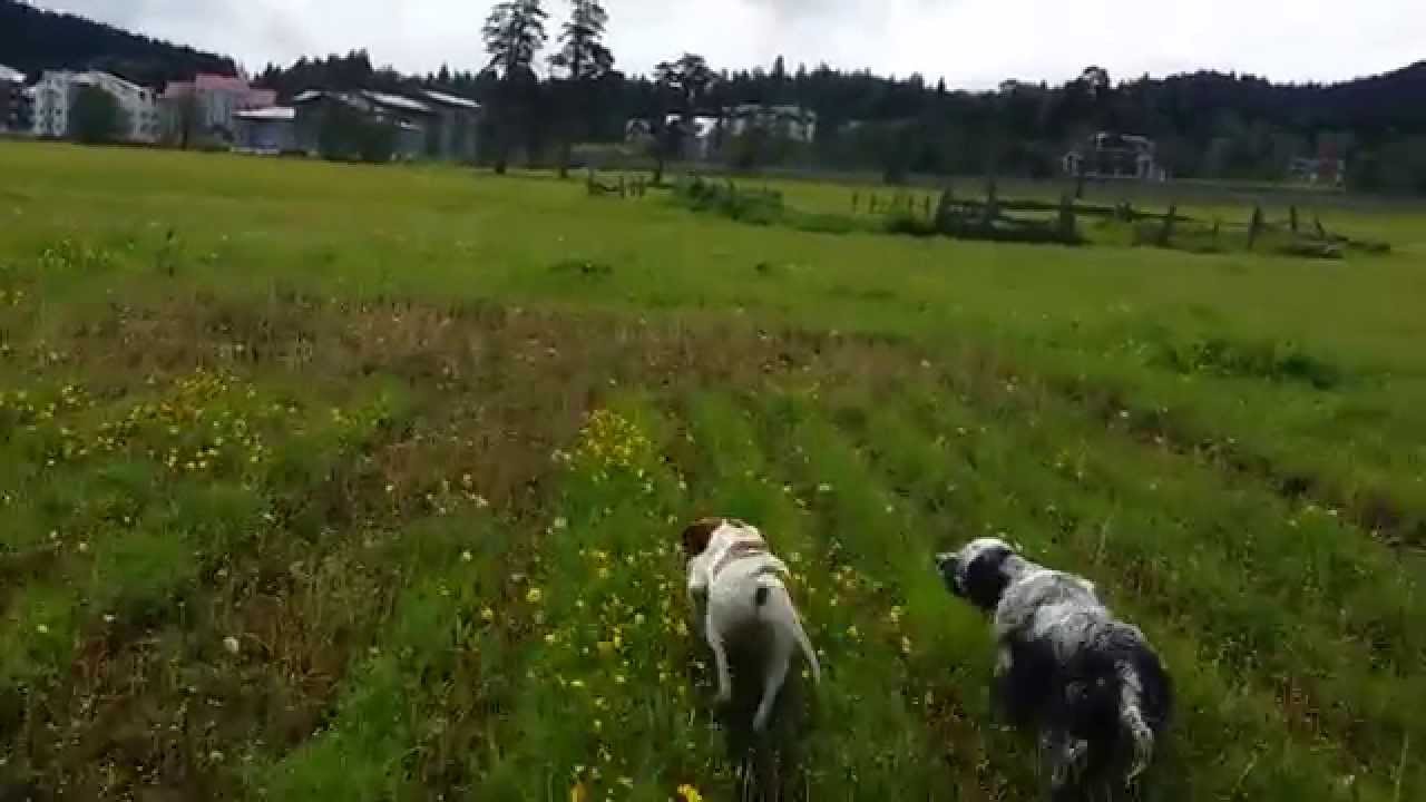 pointer setter